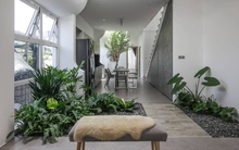 3 loại cây đừng đặt trong phòng khách: Ảnh hưởng tới tài lộc, vận khí