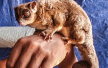 Sinh vật "tuyệt chủng 6.000 năm" tái xuất ở Đông Nam Á