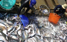 Đề xuất giảm thuế nhập khẩu về 0% các loại phân bón, nguyên liệu sản xuất phân bón, thuốc bảo vệ thực vật