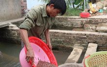 Nông dân Hải Phòng thu 25 tỷ/năm nhờ nuôi loài vật bò "nhung nhúc" dày đặc, kéo cả du khách đến vớt