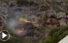 Trực thăng cứu hỏa va vách đá, rơi thẳng vào đám cháy lớn, tình trạng phi công ra sao?