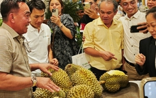 Công ty của bầu Đức tính trồng thêm 700 ha sầu riêng