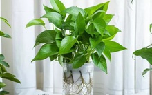 3 loại cây giúp tâm trạng tốt lên từng ngày: Biết trồng còn khỏe “toàn thân”