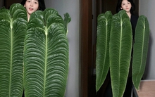 Không phải trầu bà hay kim tiền, đây mới là "vị vua" của góc ban công năm nay: Càng nuôi lá càng to, vân hằn cuồn cuộn đẹp ma mị