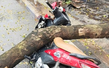 Cây xanh bật gốc đè trúng người đi xe máy ở Hà Nội