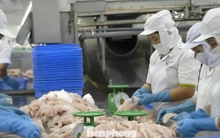 Nhà hàng sushi trong nhóm ‘khó tính’ nhất thế giới dùng cá tra Việt Nam