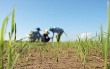Mang một thứ sang Cuba, kỹ sư Việt khiến nông dân "không tin nổi"