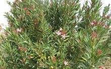 Loại cây “gọi” rắn tới nhà, chứa chất cực độc: Nhiều gia đình trồng mà không biết