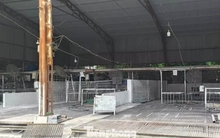 Tận thấy lò mổ gần 300 tấn lợn bệnh ở Hà Nội