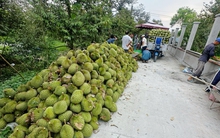 Sầu riêng giảm giá sâu, thương lái thu mua ồ ạt, nhà vườn neo cây chờ giá