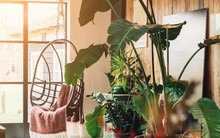 5 loại cây cảnh không nên mua kẻo phí tiền, phí sức