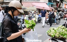 Hoa bưởi ngập phố Hà Nội, giá 'chát' vẫn đắt hàng