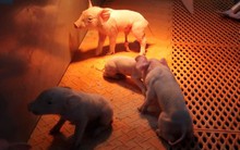 Cận cảnh khách sạn 26 tầng không dành cho người: Câu chuyện Trung Quốc muốn xuất khẩu mô hình nuôi lợn sang ĐNÁ