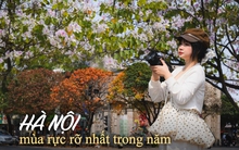 Ăn chơi cho hết tháng Giêng, mùa săn hoa đã đến khiến cả Hà Nội đứng ngồi không yên