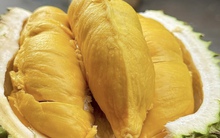 Nghịch lý giá sầu riêng, hàng cao cấp rẻ hơn loại phổ thông