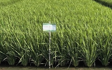 Giống lúa ĐNÁ ngon hàng đầu thế giới, mang đặc tính "quý hơn vàng": Vị thế ra sao so với ST25?