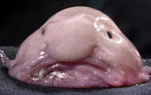 Cận cảnh loài cá xấu xí nhất hành tinh: Liệu bạn có dám thưởng thức?