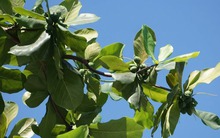 Loại quả xưa rụng đầy sân, cho không còn lười nhặt, nay thành đặc sản giá tới 500.000 đồng/kg