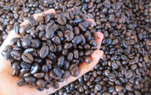 Giá cà phê hôm nay 6-3: Tăng tiếp, giá cà phê xuất khẩu vẫn hơn 4.000 USD/tấn