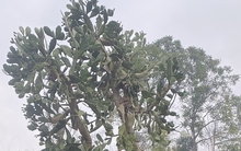 Hình dạng cây xương rồng sống 4 thập kỷ khiến 1 triệu người tò mò