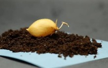 Bí mật từ thí nghiệm trồng cây trên đất Mặt Trăng