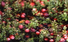 Ung thư rất “sợ” loại quả này, giàu chất chống oxy hóa mạnh mẽ: Nhiều người Việt biết mà chưa hay ăn