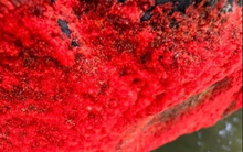 Cảnh tượng lạ trên một dòng sông ở Việt Nam: Tảng đá bỗng đỏ rực như "nở hoa", chính quyền nói gì?