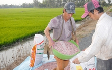 Xung đột Trung Đông khiến giá phân bón tăng mạnh, có tác động tới Việt Nam?