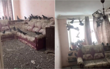 Trở về sau 3 năm đi làm xa, người đàn ông tá hỏa vì nhà thành 'tổ chim khổng lồ'