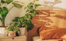 3 loại cây cảnh tuyệt đẹp cần có trong nhà để ngủ ngon, sung sức