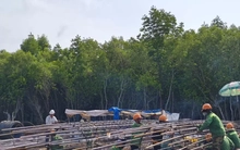 Tiến độ thi công cao tốc về Đất Mũi và cầu vượt biển ra đảo Hòn Khoai