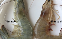 Mẹo "xương máu" phân biệt tôm nuôi và tôm tự nhiên, người bán ít khi tiết lộ
