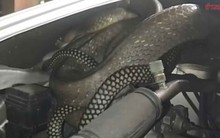 Nghe tiếng động bất thường dưới nắp xe, người đàn ông mở ra rồi kinh hoàng phát hiện 'bóng đen' dài 3 mét