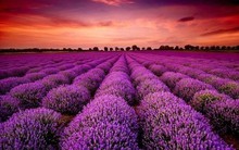 Bất ngờ một cổ phiếu ngược dòng “trần cứng” giữa lúc 300 mã nằm sàn