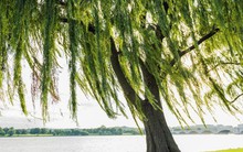 3 loại cây không nên trồng trước cổng nhà