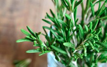 3 loại cây tuổi 40 rất cần