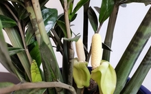 5 cây ra hoa là gia chủ "có lộc", tiền bạc rủng rinh, vận may tìm đến tận cửa