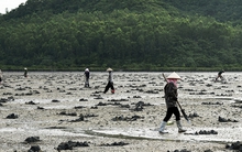 Lùng sục “vàng ròng” dưới bùn ở Quảng Ninh có giá 6 triệu/kg được dân địa phương gọi là “vị thần” của các món nước