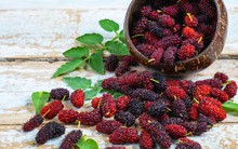 Loại quả mọc dại ở Việt Nam: rẻ hơn 30 lần việt quất nhưng dinh dưỡng lại tương đương