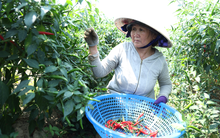 Giá ớt rớt thê thảm, nông dân Quảng Ngãi điêu đứng