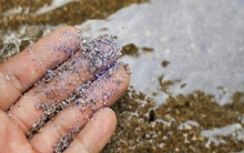 Top 3 thực phẩm quen thuộc trong bếp ngậm đầy vi nhựa, nhiều người Việt vẫn vô tư ăn hàng ngày