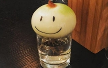 Không phải mê tín, giờ mới biết vì sao nhiều nhà luôn đặt 1 củ hành tây trong phòng ngủ