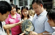 Nhặt viên đá có hoa văn lạ trên bãi biển, người đàn ông sững sờ khi chuyên gia định giá hơn 500 tỷ đồng