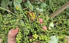 Một doanh nghiệp xuất khẩu hồ tiêu bị lừa đảo mất gần 16 tỉ đồng tại Pakistan