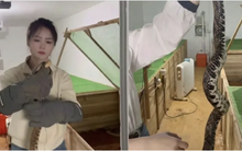 Bỏ phố về quê, cô gái 9x nuôi 60.000 con rắn: Doanh thu khiến nhiều người bất ngờ