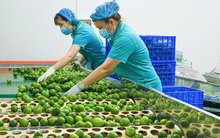 Loại quả của Việt Nam được cựu Đại sứ New Zealand ví như 'vàng xanh', vừa có thêm 'visa' sang Trung Quốc