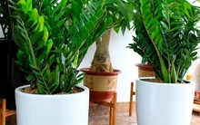 Lời khuyên đến những gia đình đang trồng kim tiền