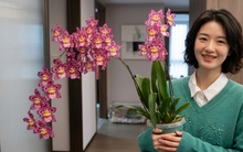 Trồng thử chậu lan vũ nữ da báo giá "bèo", mẹ đảm bất ngờ vì hoa nở rực rỡ suốt cả tháng, nhà cửa bừng sáng sinh khí