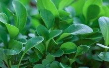 Loại rau tốt nhất thế giới với mật độ dinh dưỡng dày đặc: Ở Việt Nam không thiếu