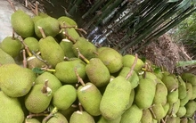 Trở tay không kịp vì giá mít 'lên đỉnh, xuống đáy'